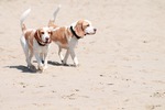 Simeon & Tilda 1 Wurf 8 Monate 10.jpg
