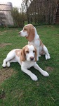 Simeon & Tilda 1 Wurf 14.jpg