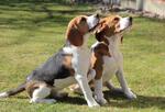 Simeon & Tilda 1 Wurf 8 Monate 14.jpg